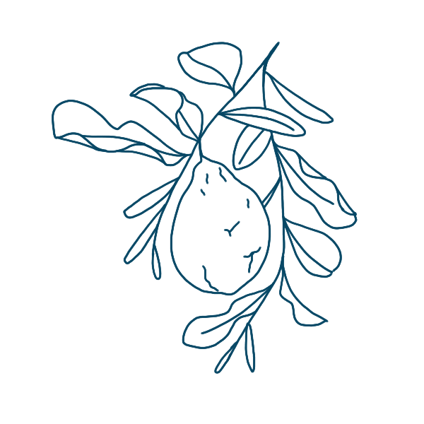 Illustration von Bergamotte in dunkelblau