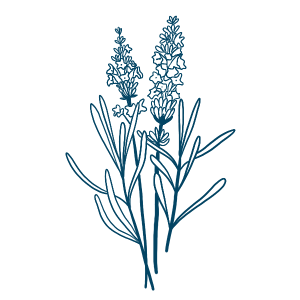 Illustration von Lavendel in dunkelblau